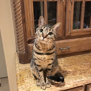 Our Bengal kitty, NOLA. Photo by Louellen Coker