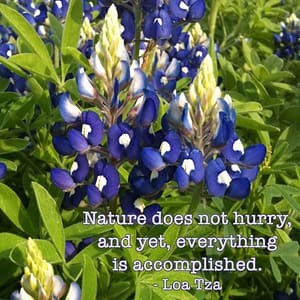 Nature does not hurry. Photo of Texas Bluebonnets by Louellen S. Coker.