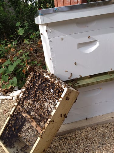 Hiving bees